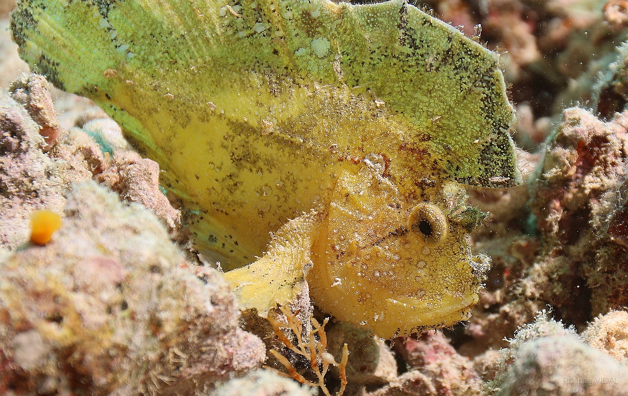 Sipadan_2015_Poisson scorpion feuille_Taenianotus triacanthus_IMG_2898_rc.jpg